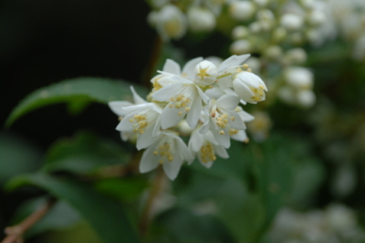 八丈の花 ウツギ